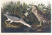 Bihoreau eller fugl-qua - John James Audubon — visning af kunstværket
