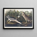 Bihoreau eller fugl-qua - John James Audubon — indrammet kunstværk på væggen