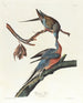 Pigeon voyageur - John James Audubon — visning af kunstværket