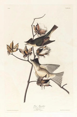 John James Audubon - Pewit flycatcher.webp