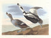 Andefod - John James Audubon — visning af kunstværket