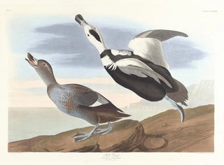 Andefod - John James Audubon — visning af kunstværket