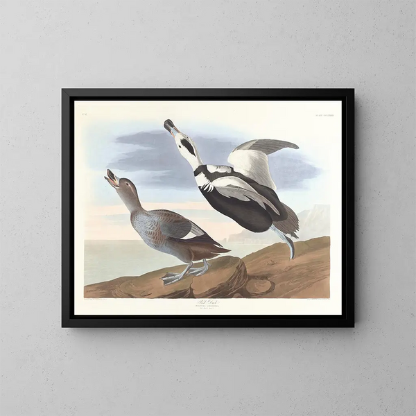Andefod - John James Audubon — indrammet kunstværk på væggen