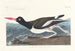 Huîtrier pie - John James Audubon — visning af kunstværket