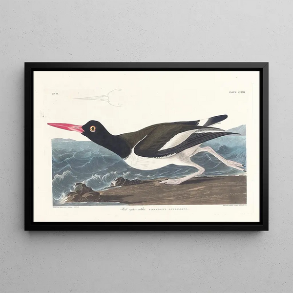 John James Audubon - Pied oystercatcher.webp