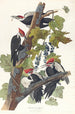 Pic à tête rouge - John James Audubon — visning af kunstværket