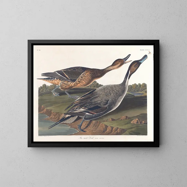 And med spids hale - John James Audubon — indrammet kunstværk på væggen