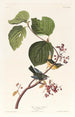 Paruline des marais - John James Audubon — visning af kunstværket