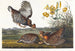 Tétras à Plumes - John James Audubon — visning af kunstværket