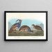 Perdrix huppée, Perdrix à pattes épaisses - John James Audubon — indrammet kunstværk på væggen