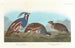Perdrix huppée, Perdrix à pattes épaisses - John James Audubon — visning af kunstværket