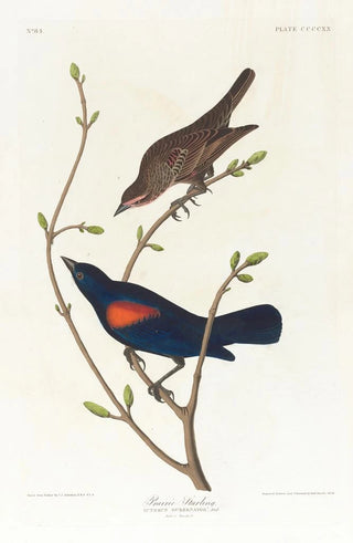 John James Audubon - Prairie starling.webp