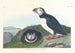 Macareux - John James Audubon — visning af kunstværket