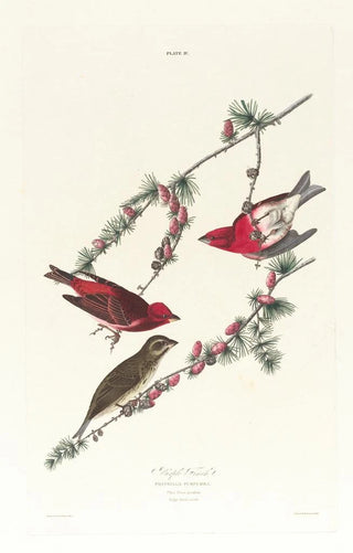 John James Audubon - Purple finch.webp