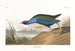 Talève violacée - John James Audubon — visning af kunstværket