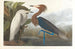 Héron pourpré - John James Audubon — visning af kunstværket
