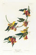 Paruline de Rathbone - John James Audubon — visning af kunstværket