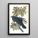 Ravn - John James Audubon — indrammet kunstværk på væggen