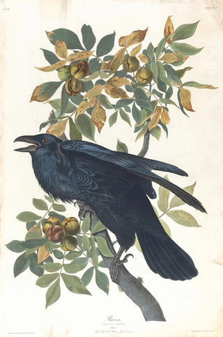 John James Audubon - Raven.webp
