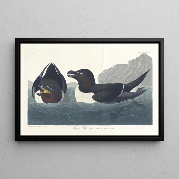 Petit Pingouin - John James Audubon — indrammet kunstværk på væggen