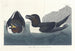 Petit Pingouin - John James Audubon — visning af kunstværket