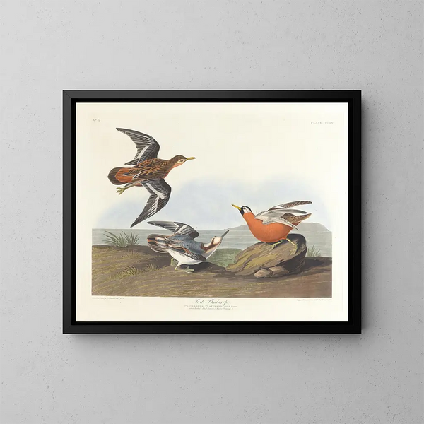 Phalarope à bec rouge - John James Audubon — indrammet kunstværk på væggen
