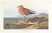 Bécasseau à poitrine rousse - John James Audubon — visning af kunstværket