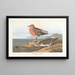 Bécasseau à poitrine rousse - John James Audubon — indrammet kunstværk på væggen