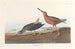 Bécassine à Poitrine Rouge - John James Audubon — visning af kunstværket