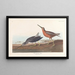 Bécassine à Poitrine Rouge - John James Audubon — indrammet kunstværk på væggen