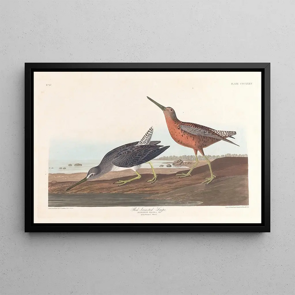 Bécassine à Poitrine Rouge - John James Audubon — indrammet kunstværk på væggen