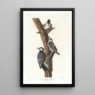 John James Audubon - Redcockaded woodpecker.webp