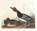 Andefarvet rødbrun - John James Audubon — visning af kunstværket