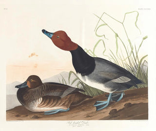 Andefarvet rødbrun - John James Audubon — visning af kunstværket