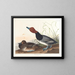 Andefarvet rødbrun - John James Audubon — indrammet kunstværk på væggen