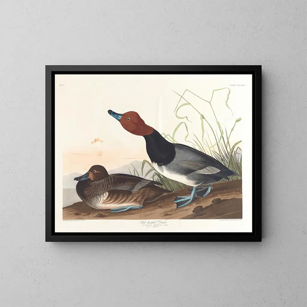 Andefarvet rødbrun - John James Audubon — indrammet kunstværk på væggen