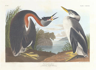 John James Audubon - Rednecked grebe.webp