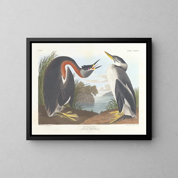 sorthalsedopping - John James Audubon — indrammet kunstværk på væggen