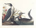 Dykker kattedyr - John James Audubon — visning af kunstværket