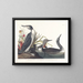 Dykker kattedyr - John James Audubon — indrammet kunstværk på væggen