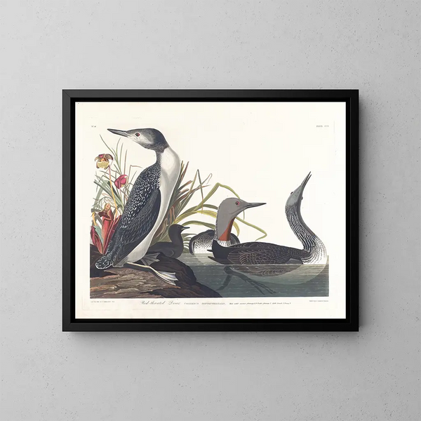 Dykker kattedyr - John James Audubon — indrammet kunstværk på væggen