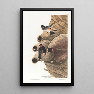 John James Audubon - Republican or cliff swallow.webp