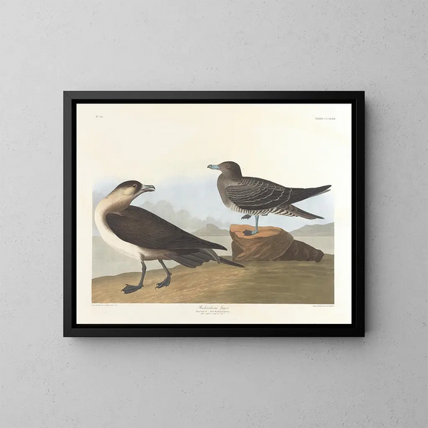 Le chasseur de Richardson - John James Audubon — indrammet kunstværk på væggen