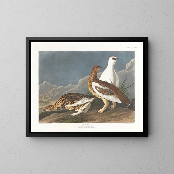 Gruppe af klipper - John James Audubon — indrammet kunstværk på væggen