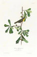 Paruline de Roscoe - John James Audubon — visning af kunstværket