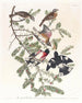 Kardinalmaleri med rosa bryst - John James Audubon — visning af kunstværket