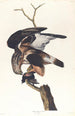 Faucon à pattes rugueuses - John James Audubon — visning af kunstværket