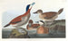 Andefugl i rødbrunt - John James Audubon — visning af kunstværket
