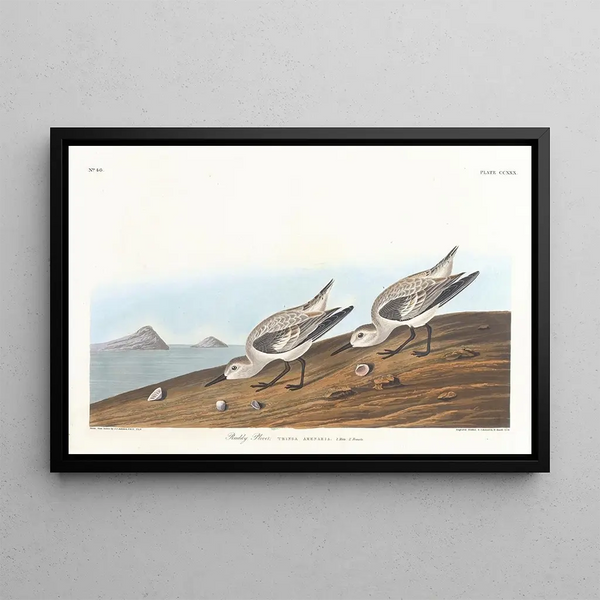 Pluvier roux - John James Audubon — indrammet kunstværk på væggen