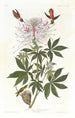 Colibri à cou roux - John James Audubon — visning af kunstværket